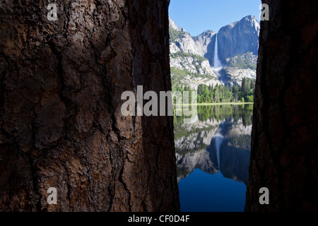 Ponderosa-Kiefer (Pinus Ponderosa) mit Yosemite Falls spiegelt sich in einer überfluteten Wiese - Yosemite Nationalpark, Kalifornien Stockfoto