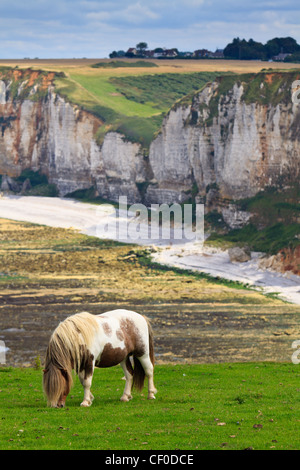 Pferd auf Französisch Kanal Klippen in der Nähe von Etretat und Fecamp, Normandie Stockfoto