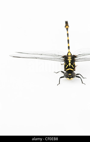 Ictinogomphus Rapax. Indische Clubtail Libelle auf weißem Hintergrund Stockfoto