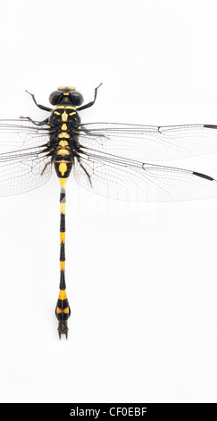 Ictinogomphus Rapax. Indische Clubtail Libelle auf weißem Hintergrund Stockfoto