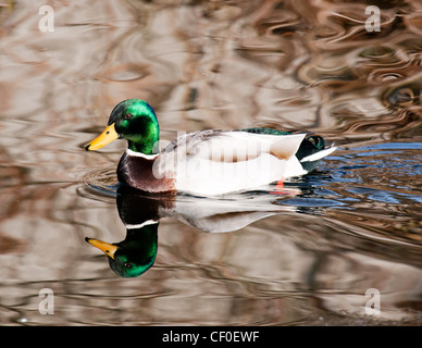 Männliche Stockente (Drake) schwimmen, Anas Platyrhynchos. Stockfoto