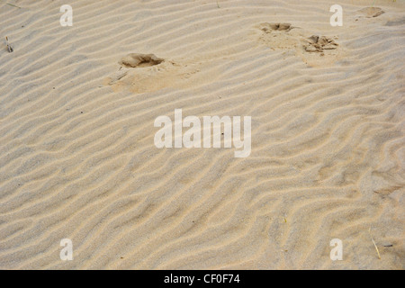 Abstrakte Muster in den Sand und Strandhafer auf den Dünen Camber Sands in East Sussex Stockfoto