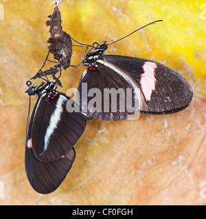 Einen männlichen rot Postbote Schmetterling Paarung mit einer Schraffur weiblich Stockfoto