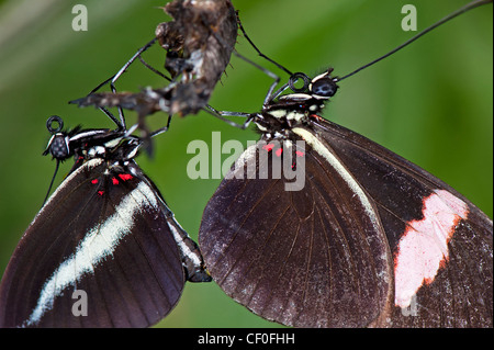 Einen männlichen rot Postbote Schmetterling Paarung mit einer Schraffur weiblich Stockfoto