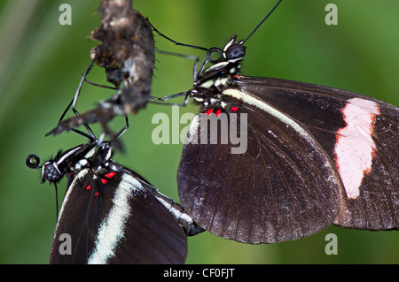 Einen männlichen rot Postbote Schmetterling Paarung mit einer Schraffur weiblich Stockfoto