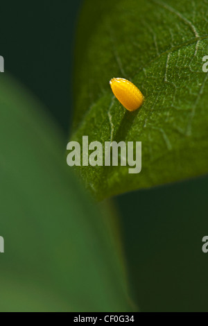 Ein Ei der Postbote rot Schmetterling Stockfoto