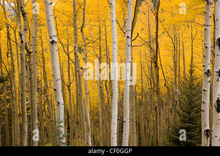 Leves Farbwechsel, hell-gelb, weiße Rinde Espe Bäume, Santa Fe, New Mexico Stockfoto