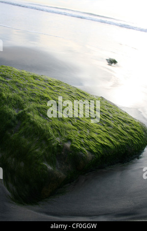 Moos bedeckt Felsen an einem Strand. Stockfoto