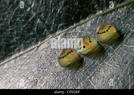 Eiern der Blue Morpho-Schmetterling Stockfoto