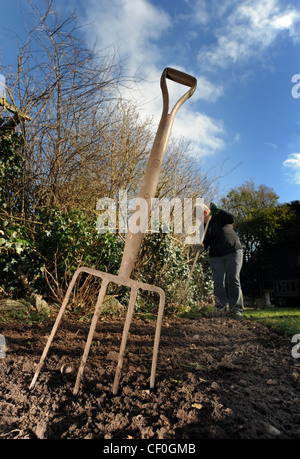 GÄRTNER ARBEITEN IM WINTERGARTEN MIT GARTEN-GABEL MIT BLAUEM HIMMEL WIEDER GARTENARBEIT WACHSENDE PFLANZEN GEMÜSE GEMÜSE WACHSEN IHRE EIGENEN UK Stockfoto