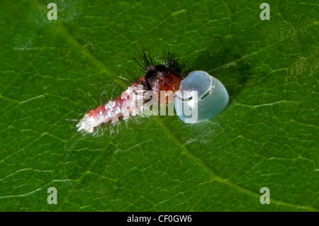 Die Larve der blauen Morpho-Schmetterling schlüpfen Stockfoto