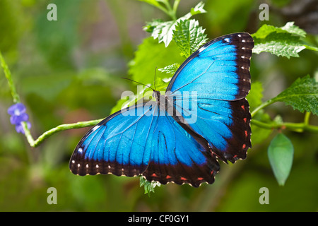 Ein Erwachsener Blue Morpho Aalen Stockfoto