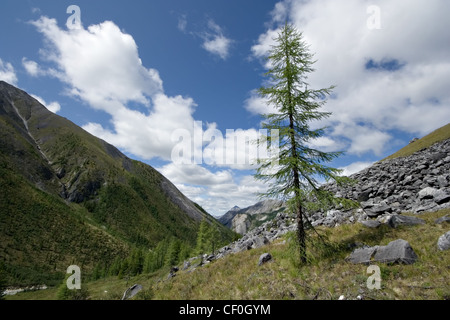 Einsame Lärche im Bergtal. Ost-Sajan-Gebirge. Tunkinskie Goltsy. Sibirien. Republik Burjatien. Russland. Stockfoto