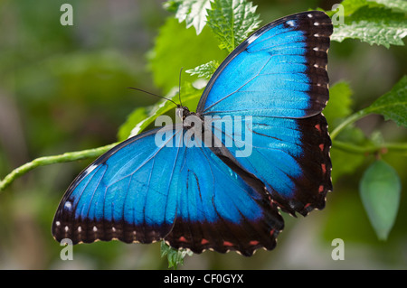 Ein Erwachsener Blue Morpho Aalen Stockfoto