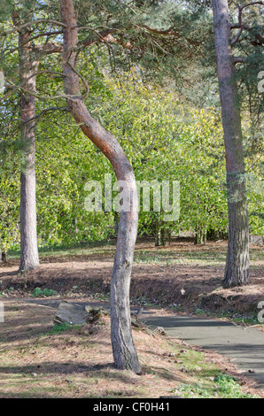 Ein ungewöhnlich gebogener Baumstamm Föhren grenzt an einen Pfad auf dem Friedhof in Wymondham, Norfolk, East Anglia, England, UK. Stockfoto