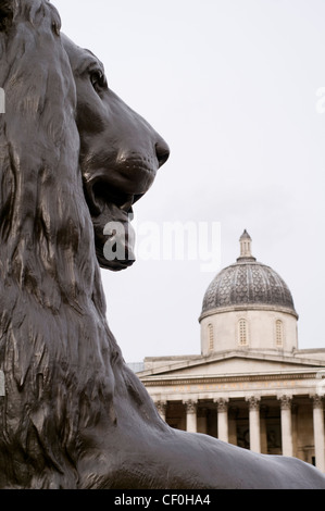 Nahaufnahme eines Löwen in Trafalgar Square, London, England, UK, mit der Nationalgalerie im Hintergrund Stockfoto