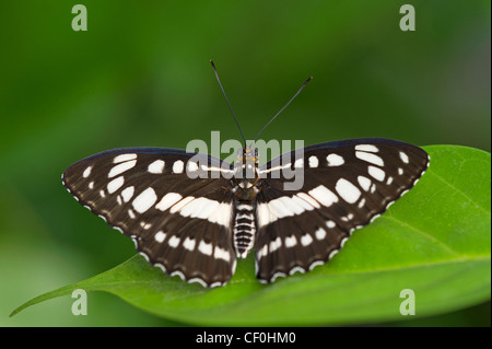 Einen Erwachsenen gemeinsame Sailor-butterfly Stockfoto