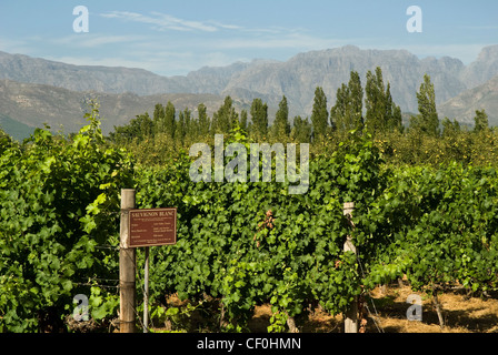 Reihen von Weinstöcken auf einem Weingut in der Nähe von Franschhoek in Western Cape, Südafrika Stockfoto