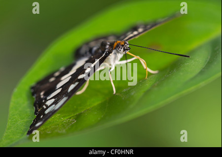 Einen Erwachsenen gemeinsame Sailor-butterfly Stockfoto