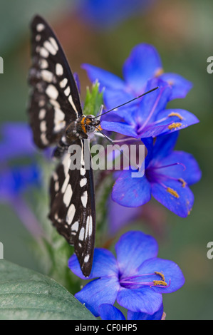 Einen Erwachsenen gemeinsame Sailor-butterfly Stockfoto