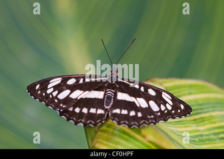 Einen Erwachsenen gemeinsame Sailor-butterfly Stockfoto