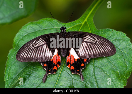 Ein Erwachsener gemeinsame Mormone Schmetterling Stockfoto