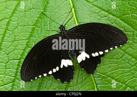 Ein Erwachsener gemeinsame Mormone Schmetterling Stockfoto