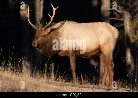 Elche (Cervus Canadensis) auch bekannt als Wapiti. Jasper Nationalpark, Alberta, Kanada Stockfoto