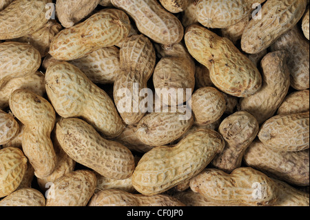 Erdnüsse als Vogelfutter für Vögel am Futterhaus im winter Stockfoto
