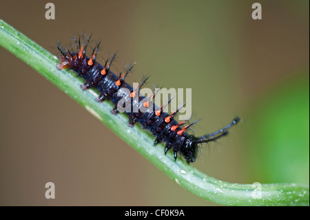 Eine Malachit-Schmetterling-Larve Stockfoto