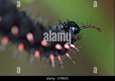 Eine Malachit-Schmetterling-Larve-detail Stockfoto