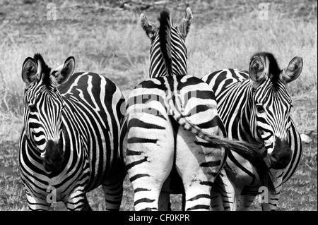 Drei Zebras mit verschiedenen Blickwinkeln Stockfoto