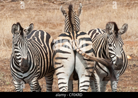 Drei Zebras mit verschiedenen Ansichten des Lebens Stockfoto