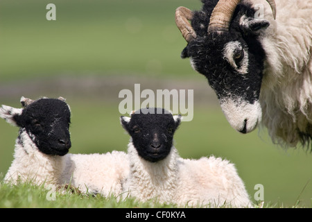 Schwaledale mit Zwillingslämmern, Keld, Yorkshire Dales, England Stockfoto