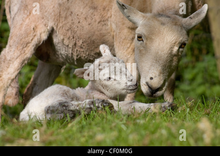 EWE waschen Neugeborenen Lämmern Stockfoto