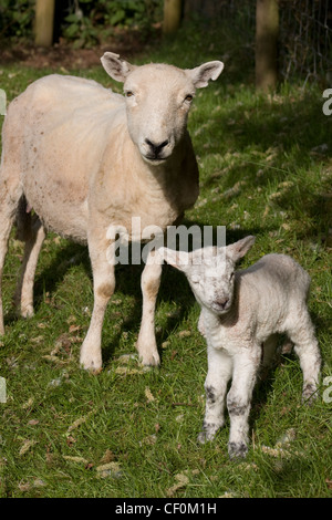 Neugeborenes Lamm und Schaf im Bereich Stockfoto