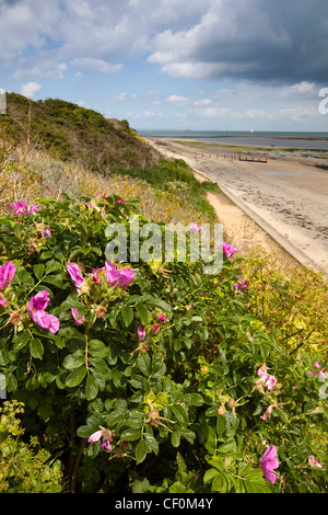 Großbritannien, England, Isle Of Wight, Bembridge, wilde stieg über Vorland Strand wachsen Stockfoto