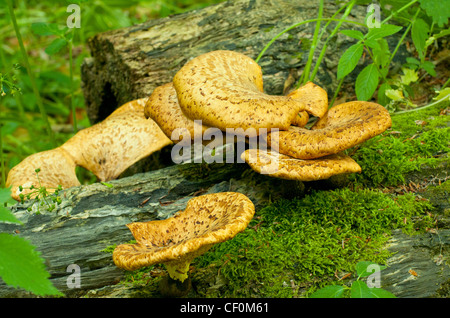 Funghi wachsen auf gefallenen Baumstamm in Devon, Großbritannien Stockfoto