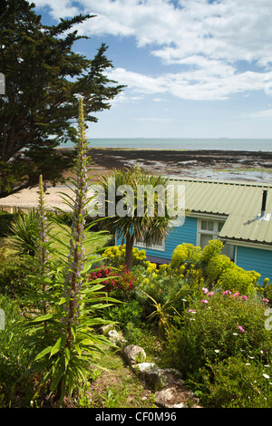 Großbritannien, England, Isle Of Wight, Bembridge, Baum Echium Pininana im Strandgarten Hütte über den Simsen Stockfoto