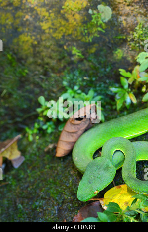 Weißlippen-Grubenotter (Trimeresurus Albolabris). Bach Ma Nationalpark. Vietnam. Stockfoto