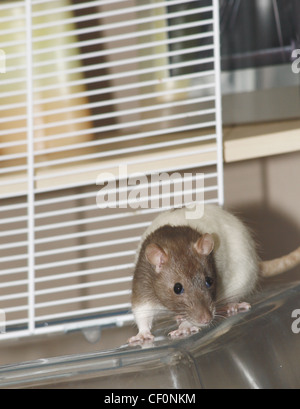 Ratte saß auf Ferplast Käfig Rattus norvegicus Stockfoto