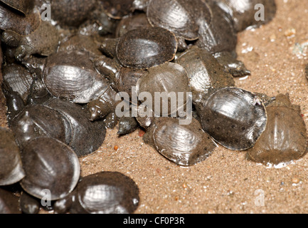 junge Schildkröten in der jade Kaiser-Pagode in vietnam Stockfoto