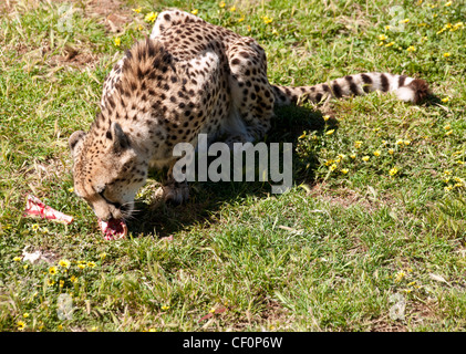 Foto eines schönen gefleckten Geparden, Fleisch zu essen Stockfoto