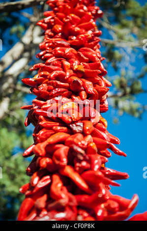 Eine Reihe von red hot Chili Peppers an einem Baum hängen und in der Sonne austrocknen Stockfoto