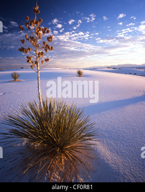 Yucca-Pflanze im späten Licht bei Sonnenuntergang im White Sands National Monument in New Mexico, USA Stockfoto