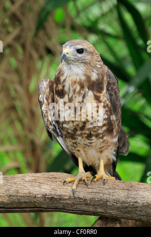 Rock Turmfalke (Falco rupicolus) in der Welt der Vögel, Hout Bay, Kapstadt. Stockfoto