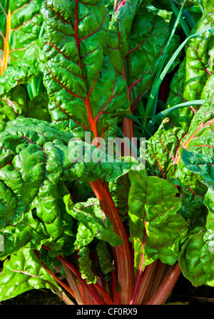 Rhabarber wächst in einem Gemüsegarten. Stockfoto