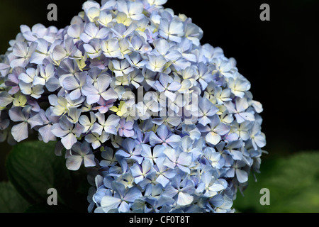 Blue hydrangea (Hortensie) Blumen in den Gärten auf Vergelegen Wine Farm in Somerset West, Cape Town, Südafrika. Stockfoto