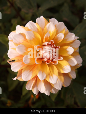 Schöne blass gelbe und weiße Dahlie Globus Blütenstand, Lincolnshire, UK Stockfoto