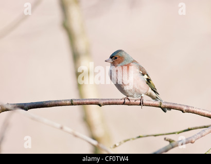 Buchfink Fringilla Coalebs Woodland Vogel zahlreiche Gemeinschaftsgarten Vogel Vogel Kleintiere Probe Organismus männlich. Stockfoto